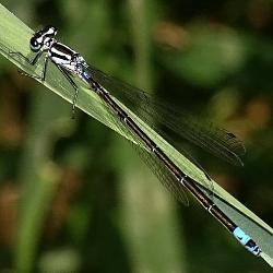 Coenagrion pulchellum